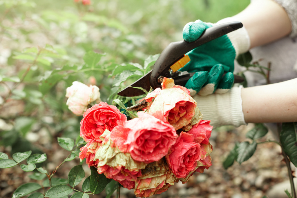 cropped-view-gardening-worker-wearing-protective-gloves-while-trimming-plants.jpg