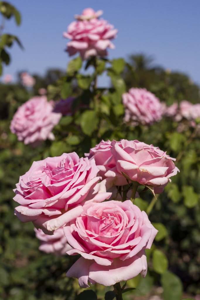 bunch-pretty-pink-roses-nature.jpg