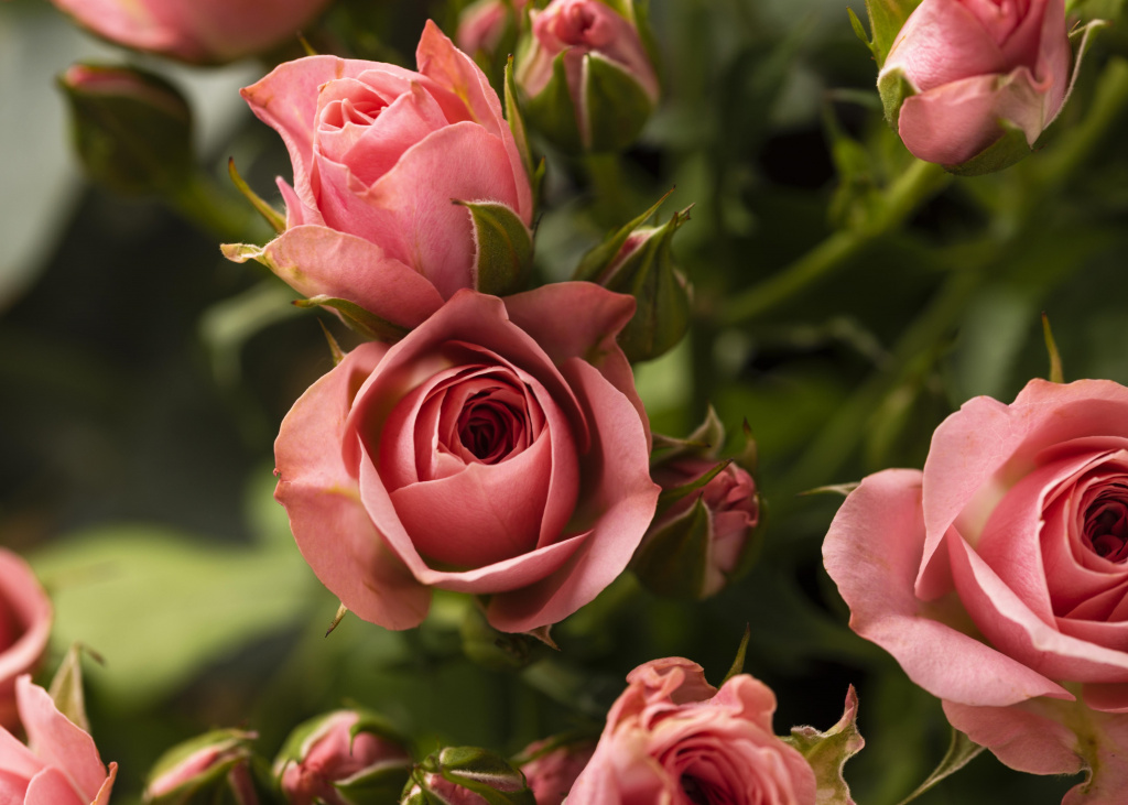 flat-lay-beautifully-bloomed-colorful-rose-flowers.jpg